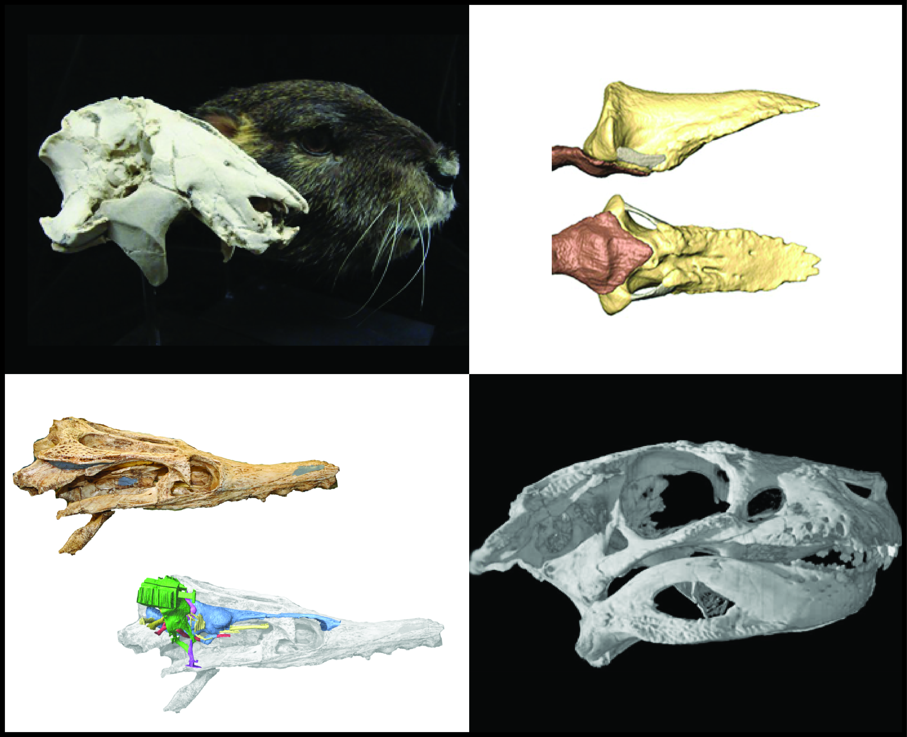 Vertebrate Paleontology at Stony Brook University project image