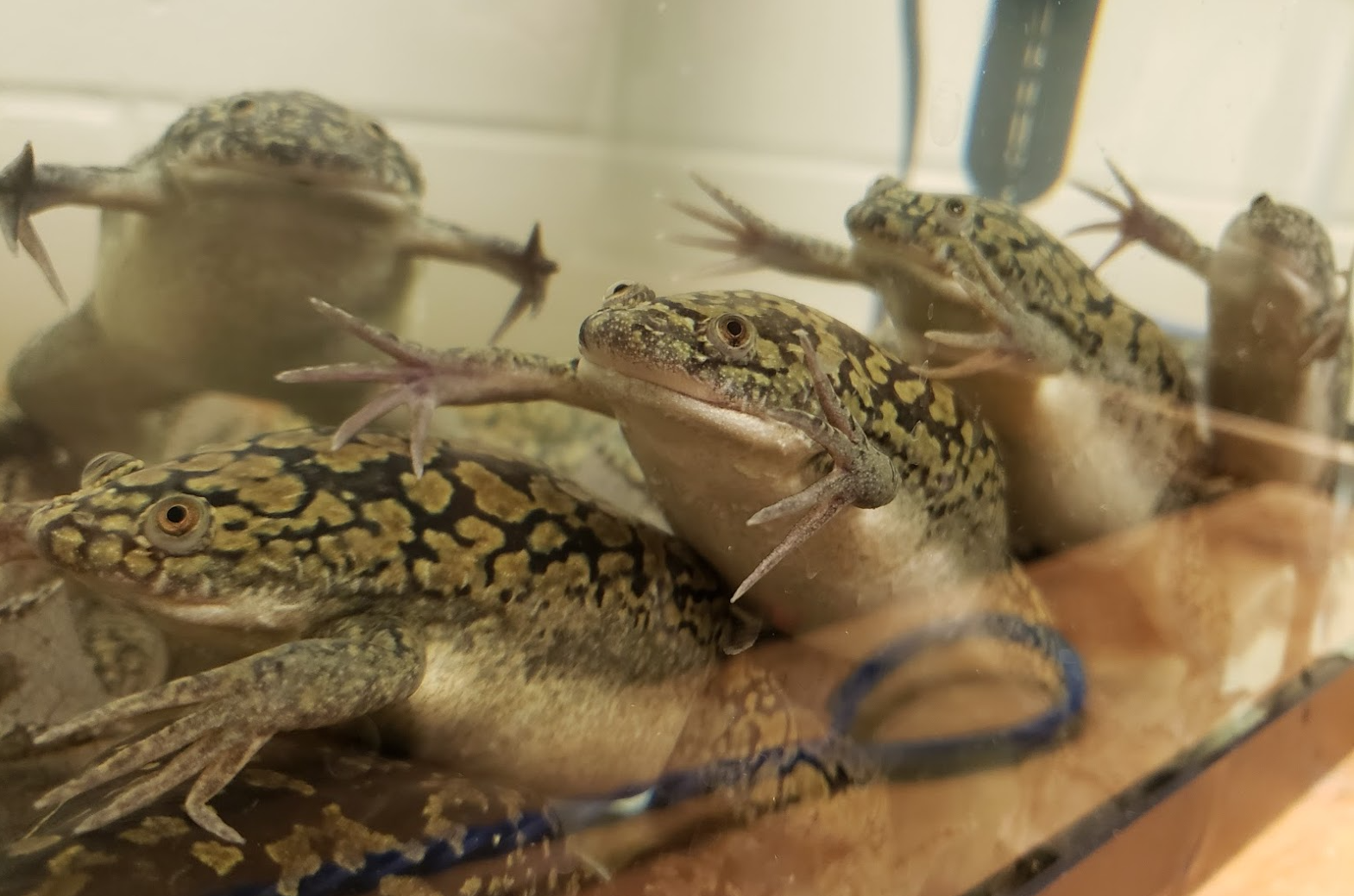 Close encounters with frogs and their embryos project image