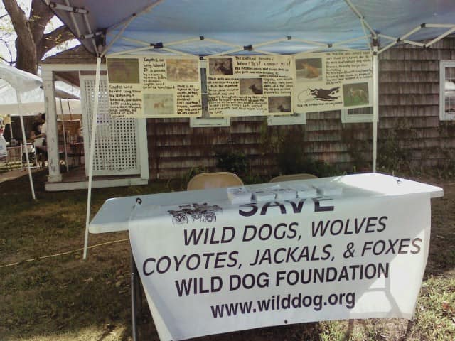 Wild Dog Foundation project image